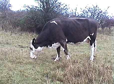 grazing returns to Portsdown December 2002
